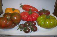 tomato 1