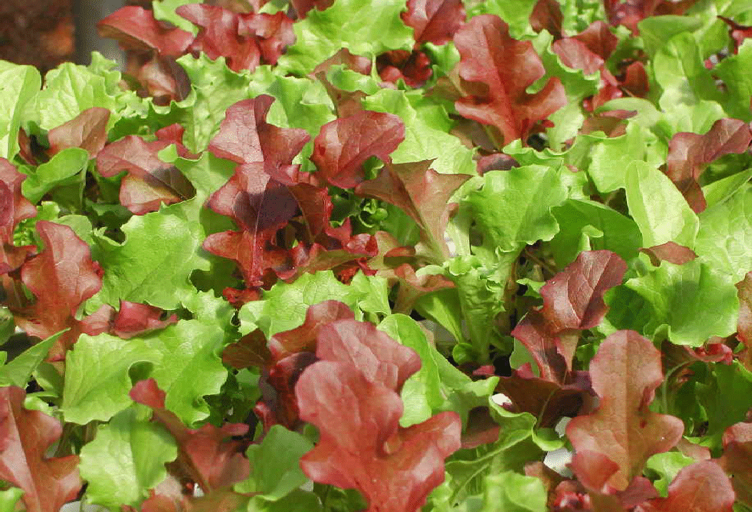 Feb 2009 Lettuce Pix040